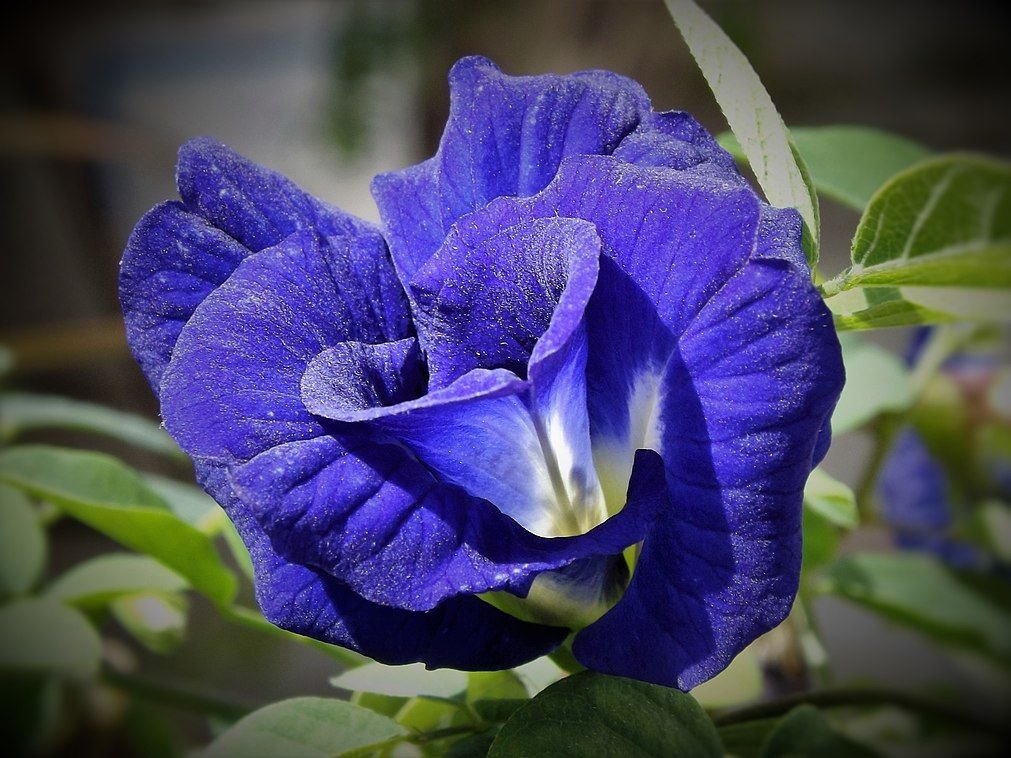 Blue pea flower - Mysterious blue color regenerates the beauty of skin and hair 1